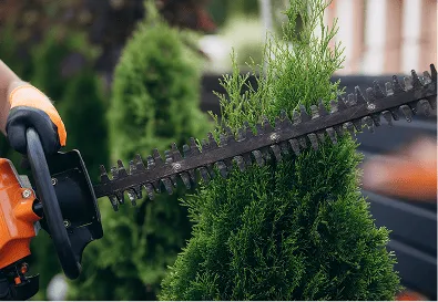 Cuidados de jardinería básicos