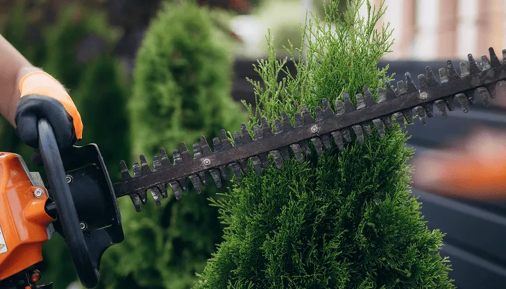 Cuidados de jardines básico